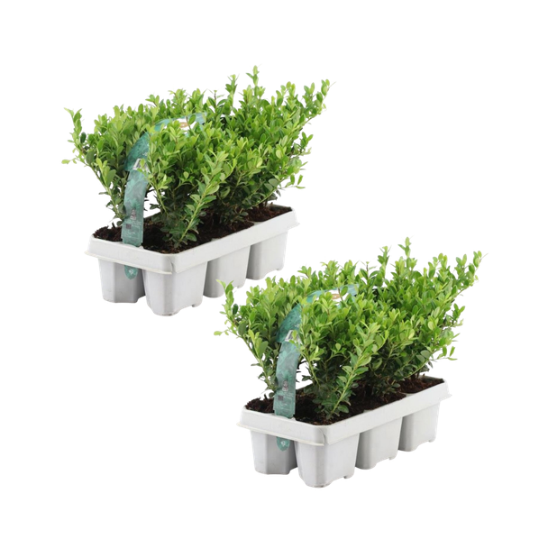 12x Ilex crenata  Jenny  - 12 x Ø7 cm - ↕15 cm - 6 pack