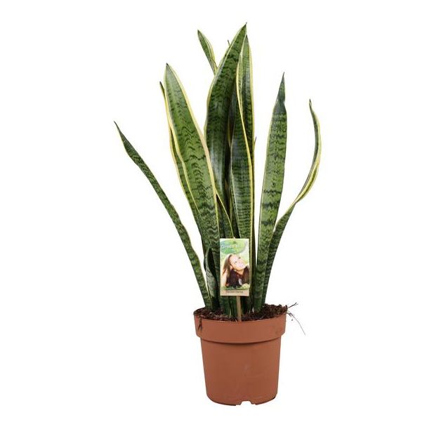 Vrouwentong,  Goudrandplant, Zwaardvormig Donkergroen Blad met Gele Rand, Sansevieria Laurentii - Ø21cm - ↕75cm