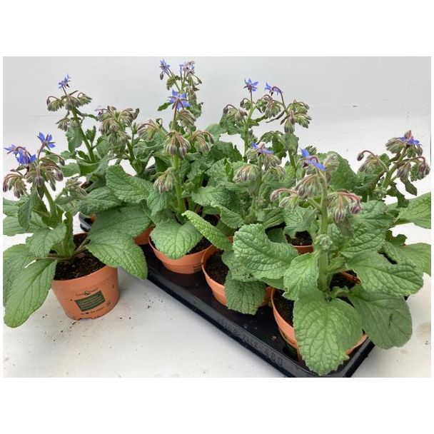 4 stuks Komkommerkruid, Groenteplant, Eenjarige plant, Kleur helder blauw, Borage Lookandtaste , Ø12cm - ↕30cm