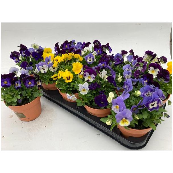 4 stuks Violen, borderplant, eenjarige plant, Kleur diversen, Viola Lookandtaste , Ø12cm - ↕17cm