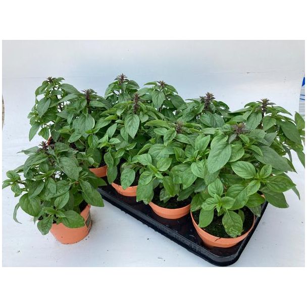 Basilicum Lookandtaste - Ø12cm - ↕24cm