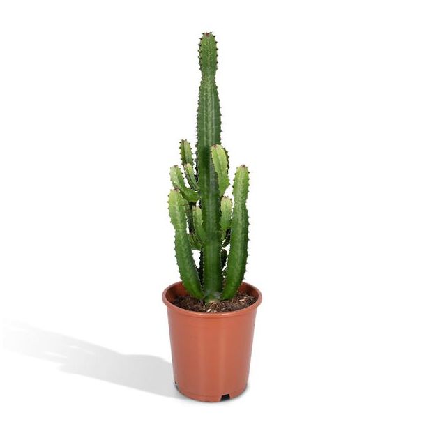 Cactus Euphorbia Acrurensis - Kamerplant - stekelig cactus voor binnen - ↕90cm