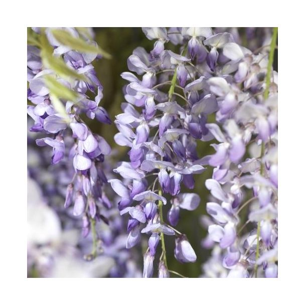 Wisteria Sinensis  from Seed  +light Label - Ø17cm - ↕75cm