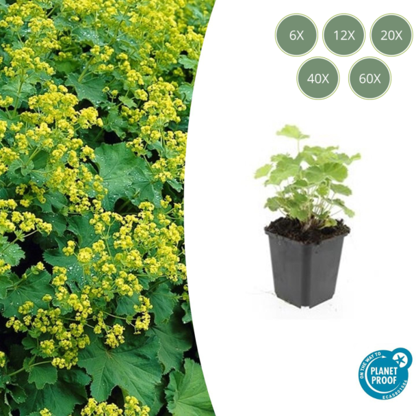 6 - 60 st Vrouwenmantel, Geelgroene Bloemen, Bodembedekker, Alchemilla mollis - ↕10-25cm - Ø9cm