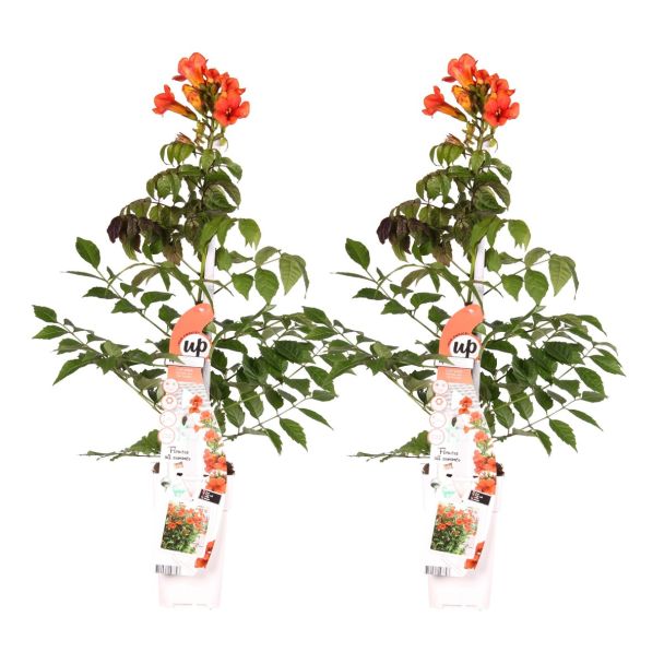 Campsis Summer Jazz Fire Trumpet met vuurrode trompetbloemen