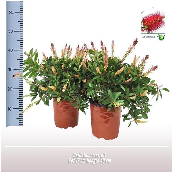 Callistemon Struik - Ø17cm - ↕40cm