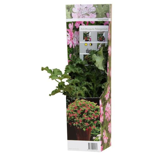 Pelargonium Cr.  Anti-Mosquito  Pink Capitatum - Ø10 5cm - ↕20cm
