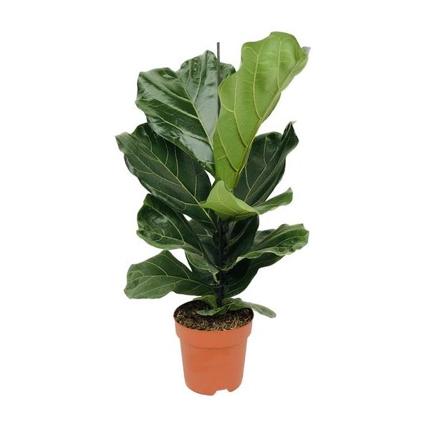 Vioolbladplant, Tropische Kamerplant, Ficus Lyrata  Ø17- 75cm Hoog