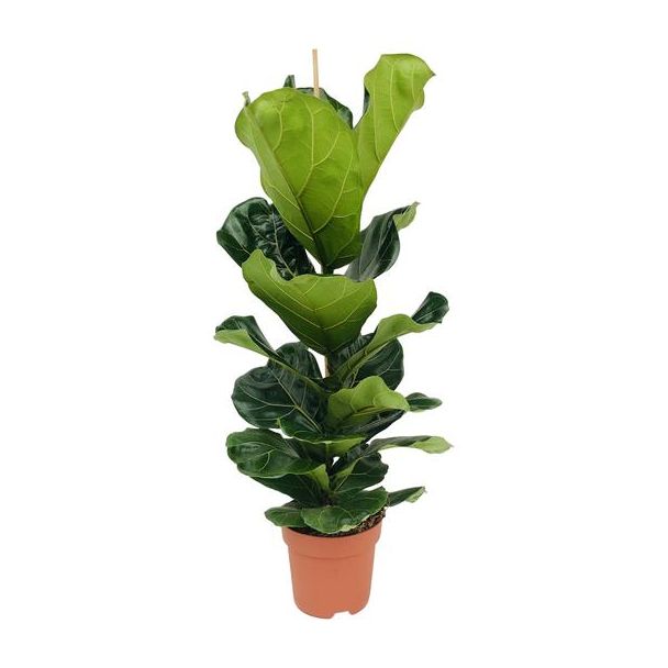 Vioolbladplant, Tropische Kamerplant, Ficus Lyrata  Ø21- 100cm Hoog