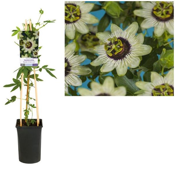 Passiflora  Beauty Of Hannover  +light Label - Ø17cm - ↕75cm