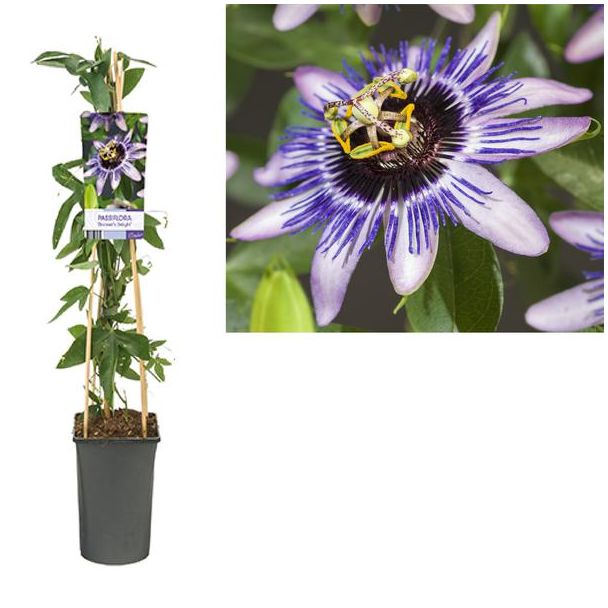 De Passiebloem, Exotische  bloemen, Kleur Wit,Blauw,Paars, Klimplant, Tropische sferen, Passiflora  Damsel s Delight  +light Label - Ø17cm - ↕75cm
