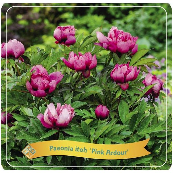 Paeonia Itoh  Pink Ardour  C5 - Ø21cm - ↕35cm
