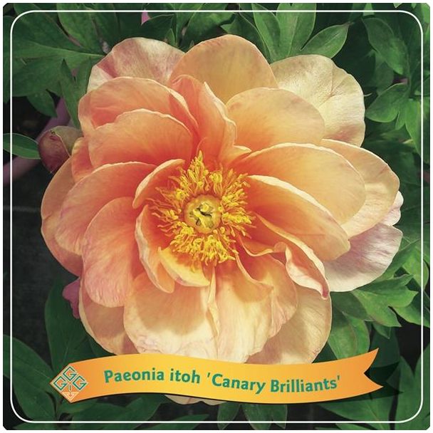 Paeonia Itoh  Canary Brilliants  C5 - Ø21cm - ↕35cm