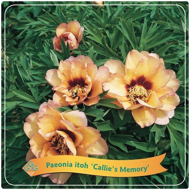 Paeonia Itoh  Callie s Memory  C5 - Ø21cm - ↕35cm