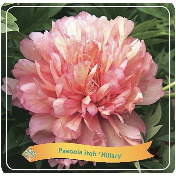 Paeonia Itoh  Hillary  C5 - Ø21cm - ↕35cm