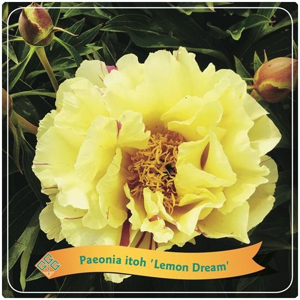 Paeonia Itoh  Lemon Dream  C5 - Ø21cm - ↕35cm