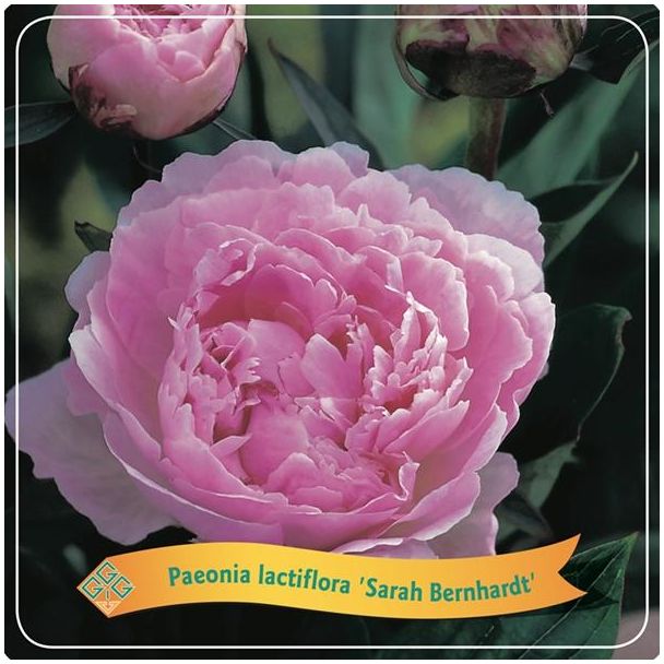 Pioenroos, Kleur Licht Roze, Struik, Paeonia Lactiflora Sarah Bernhardt C5 - Ø21cm - ↕35cm