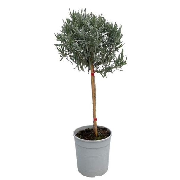 Engelse Lavendel, Plant op stam,  Buitenplant, Terrasplant, Balkonplant ,Lavandula Angustifolia  op Stam  - Ø18cm - ↕80cm