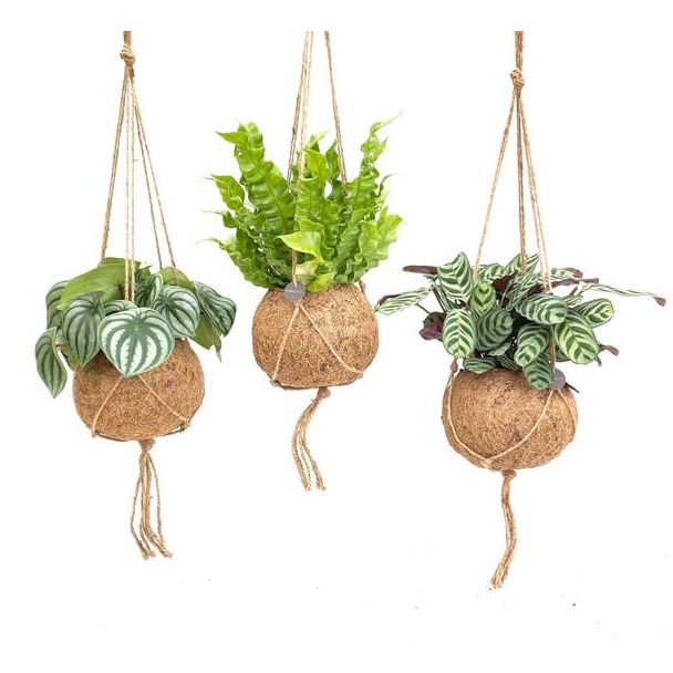 Tropische planten mix in Kokodama potten, 3 stuks  - Ø17cm - ↕28cm