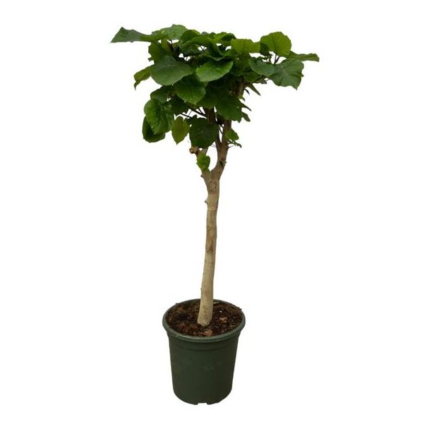 Ficus Umbellata Binnenboom - 130 cm Hoog op Stam - Ø33 cm