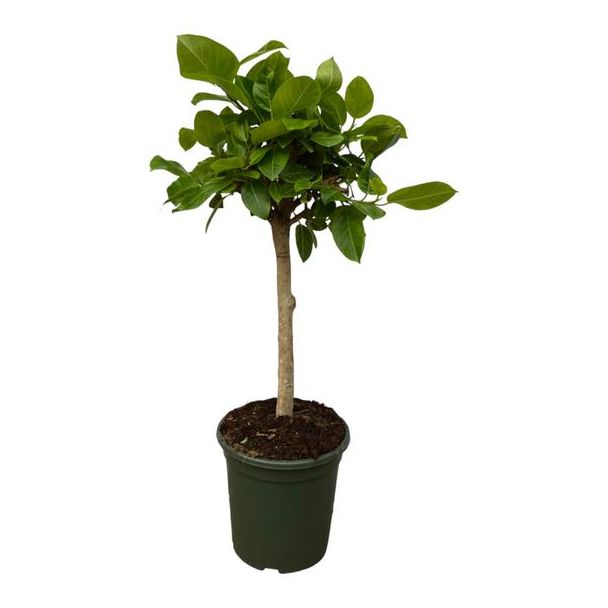 Ficus Altissimo variegata - kamervijg - 120 cm - binnenplant op stam - Ø33cm