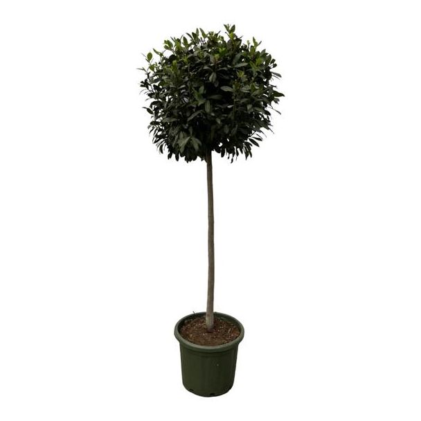 Laurier plant voor tuinen - 200 cm - Laurus Nobulis op stam Ø45cm - met aromatische geur