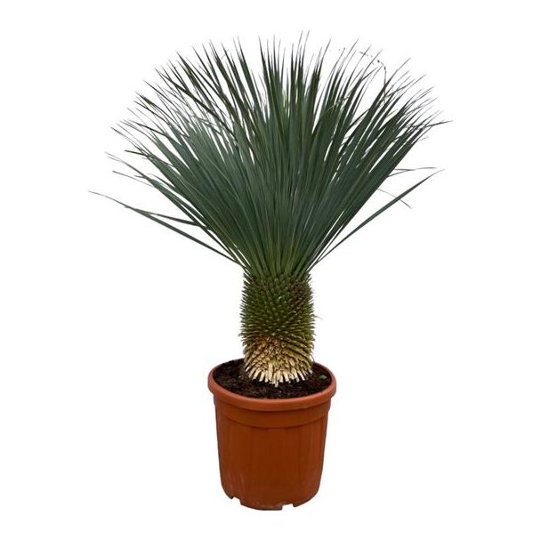 Blauwe of scherpe Yucca (Yucca Rostrata), Beaked yucca, Palm, Tropische Uitstraling, Yucca Rostrata - 160 cm - Ø50cm