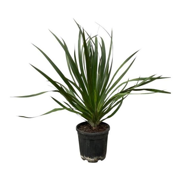 Drakenbloedboom, Kamerplant, Tuinplant, Tropische Plant, Dracaena Draco - 100 cm - Ø24cm
