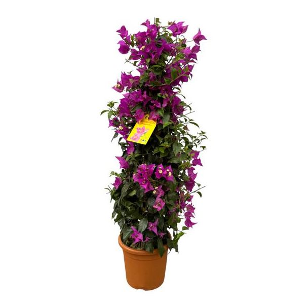 Kleurrijke paarse struik Bougainvillea in pyramide vorm, 80 cm - Ø17cm