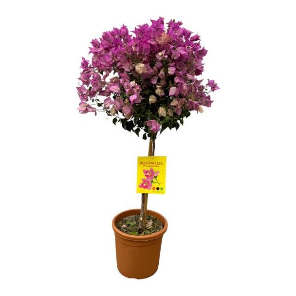 Opvallende kleine roze boom Bougainvillea (op stam), ca. 110 cm en Ø25cm
