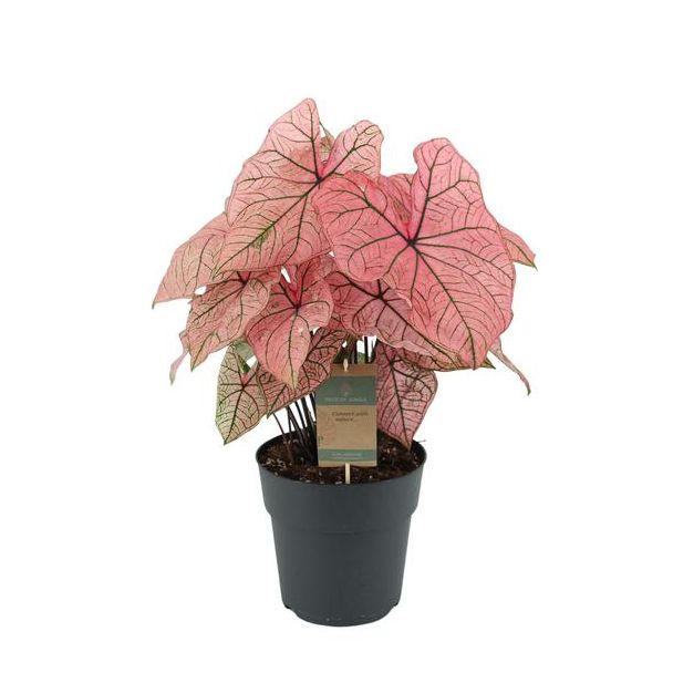 Exotische Kleurenpracht  Caladium 'Spring Fling' – 60 cm - Ø21 cm