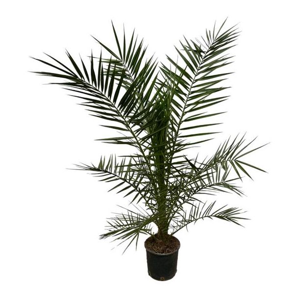 De Canarische DadelPalm, Tropische, Exotische uitstraling, Palmboom, Phoenix Canariensis - 160 cm - Ø22cm