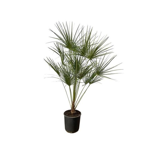 Chamaerops Humilis op stam hoogte ca 160 cm - Ø28cm, dwergpalm voorbinnenof buiten