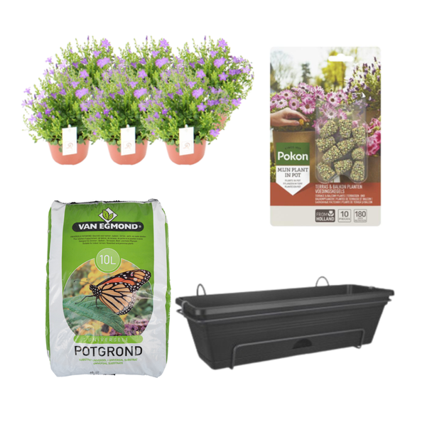 Campanula 6 stuks, Complete set,(incl. Balkonbak/potgrond/ Voedingskegels) Terras&Balkon,  P12  Balkonbak Zwart,  DIY-set - Campanula
