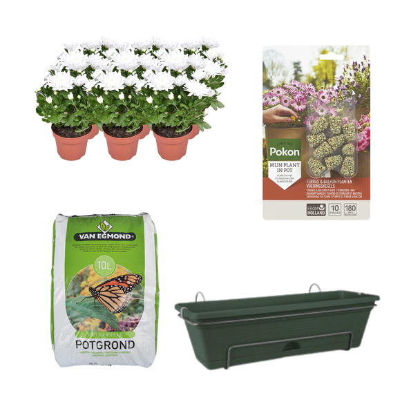 Kado-Tip!!  Chrysanten 6 stuks, Kleur Wit, Complete set,(incl. Balkonbak/potgrond/ Voedingskegels) Terras&Balkon,  P12  Balkonbak Groen,  Balkonbak Groen DIY-set - Chrysanthemum Brave