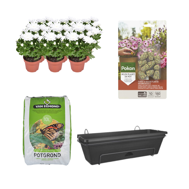 Kado-Tip! Chrysanten 6 stuks, Kleur Wit, Complete set,(incl. Balkonbak/potgrond/ Voedingskegels) Terras&Balkon,  P12  Balkonbak Zwart,  Balkonbak Zwart DIY-set - Chrysanthemum Brave