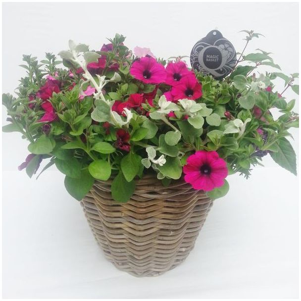 Hangplant met diverse bloemen in Grote Rotan Mand,Tuinplant, Terrasplant, Balkonplant,  Ø30cm - ↕55cm