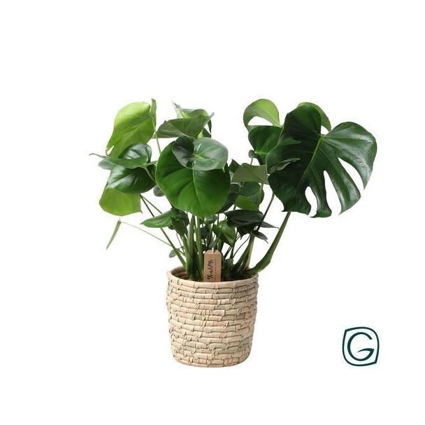 Beeld
