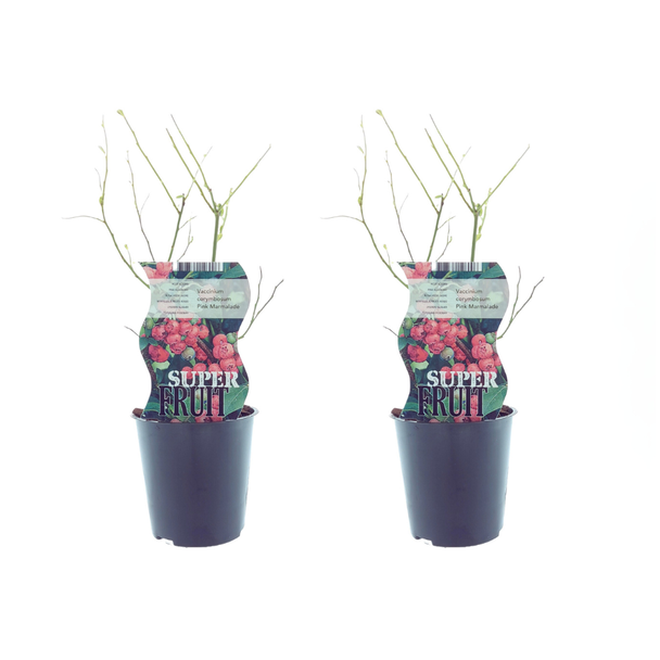 De roze bosbesstruik, 2 stuks, fruitstruik, kleur roze - lichtroze, Vaccinium Pink Marmelade, Ø12cm - ↕30cm