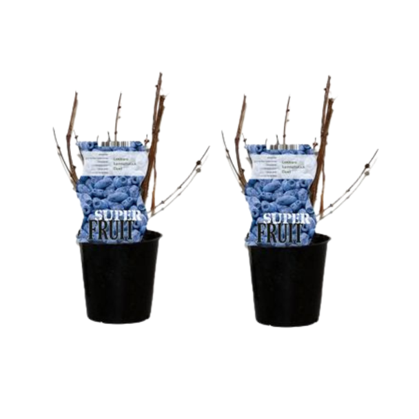 Honingbes, 2 stuks, struik, kleur donkerblauw tot zwart, Lonicera Duet, Ø12cm - ↕30cm