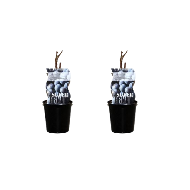 2 stuks Blauwe Druivenplant oftewel De Vitis 'Frankenthaler'  - Ø12cm - ↕30cm