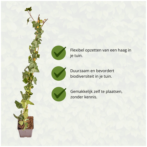 Beeld