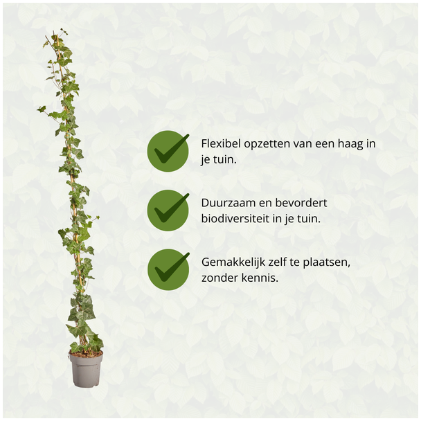 Beeld