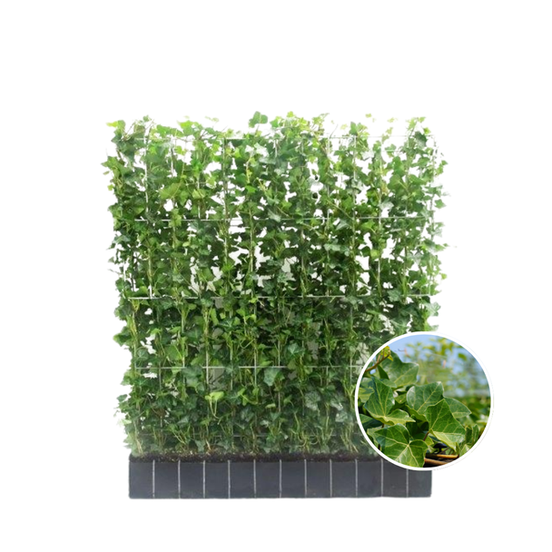 Klimop-Haag, klimplant, Haag, Kleur Groen, Hedera Hibernica ,↔120cm - ↨120 cm