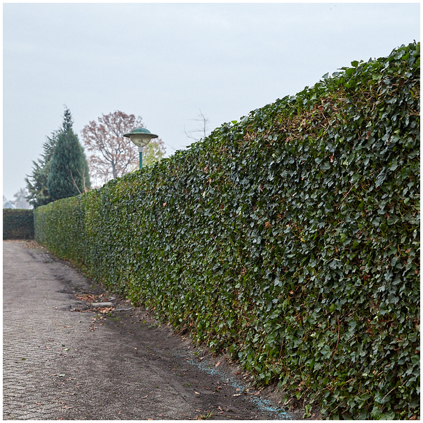 Beeld