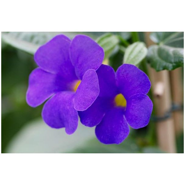 Thunbergia Battiscombei Rek P17 - Ø17cm - ↕70cm