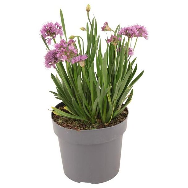 Allium  Millenium  P17 (NL) - Ø17cm - ↕40cm