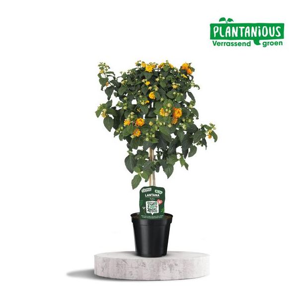 Lantana Oker Oranje - Ø19cm - ↕75cm