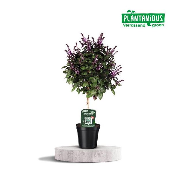 Basilicum Ocimum - Ø19cm - ↕75cm