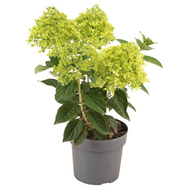 Hydrangea Paniculata WhiteLight P17 - Ø17cm - ↕45cm